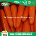Zanahoria fresca al por mayor / Zanahoria fresca de China